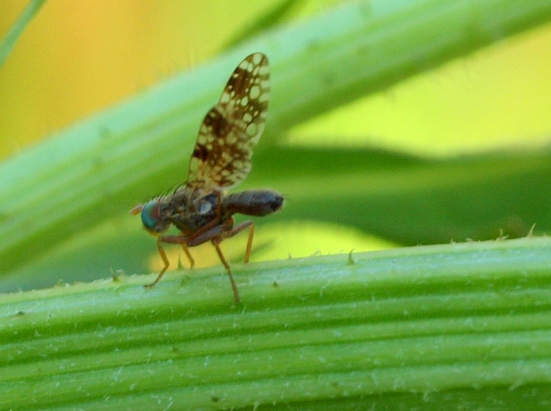 Diptera da id.